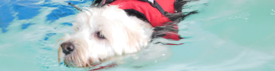 Professional Service
Providing a professional, fully qualified Canine Hydrotherapy service ensuring the best service for your pet