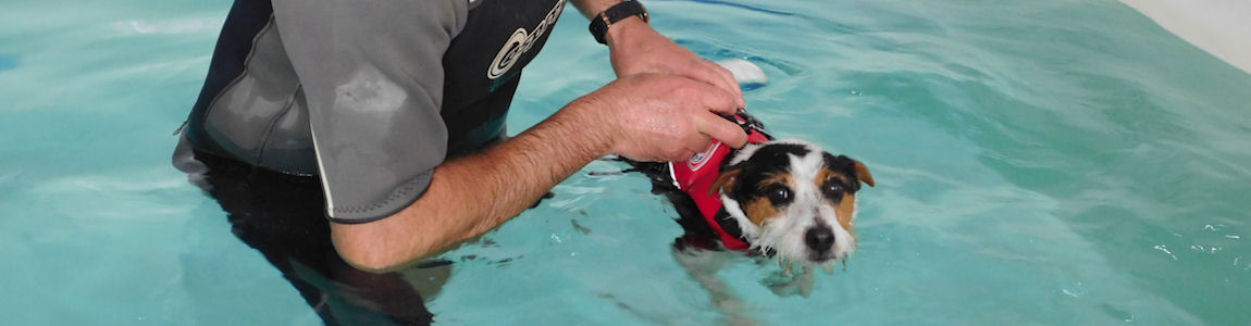 Fully Equiped Facilities
We have a fully equipped pool (with hoist if required) maintained to the highest standards whilst ensuring the safety of your pet